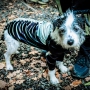 Halloween-2026-Satzvey-17