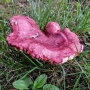 Pilz5